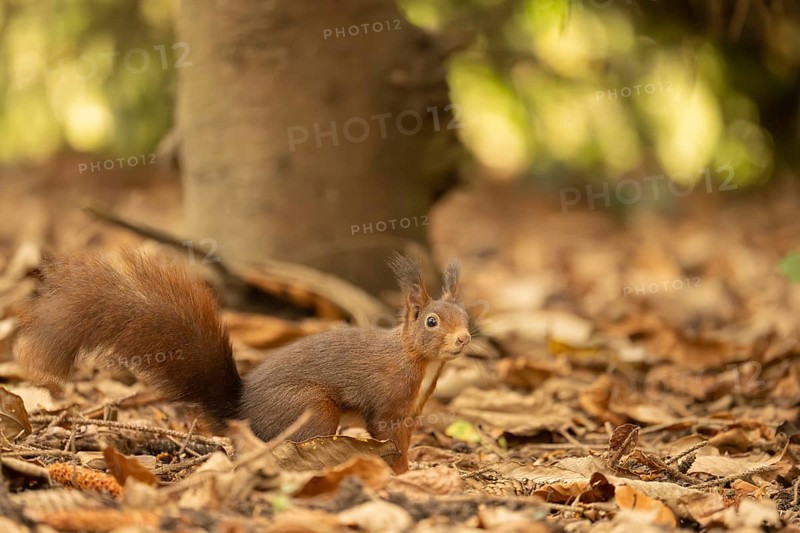 Eurasian squirrel (Sciurus vulgaris), standing on brown soil, brown leaves everywhere, curious and cautious looking forwards, white chest, tree trunk in the background, bright points of light in green and yellow, Dortmund, North Rhine-Westphalia, Germany, Europe