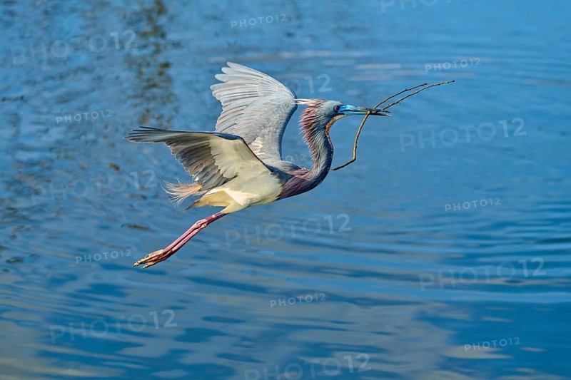 Tricolored Heron (Egretta tricolor), fly, with a branch, spring, Wakodahatchee Wetlands, Delray Beach, Florida, USA, North America