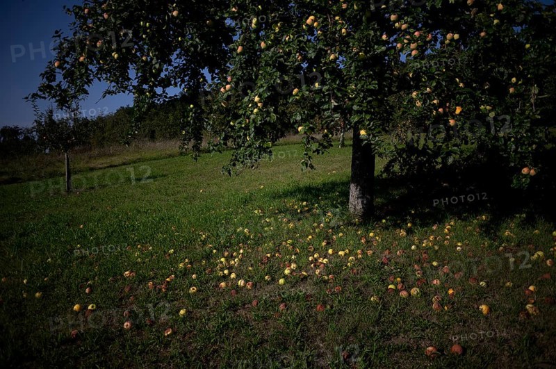 Fallen fruit, apple tree, yellow apples, meadow orchard, Waiblingen, Baden-Württemberg, Germany, Europe