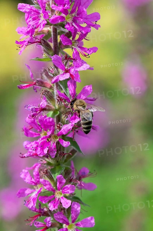 A honey bee (Apis mellifera) sits on a pink flower, purple loosestrife (Lythrum salicaria) and pollinates it, blurred green and pink colours can be seen in the background, Baden-Württemberg, Germany, Europe