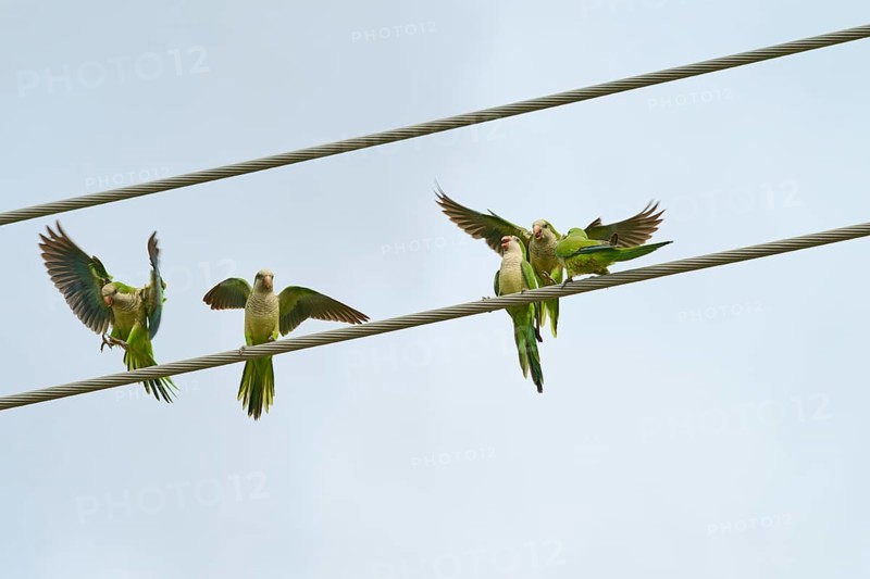 Monk parakeet (Myiopsitta monachus), several birds sitting and flying on power lines in front of a blue sky, Pembroke Pines, Florida, USA, North America