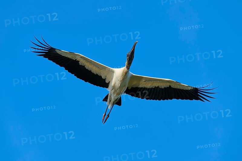 Wood Stork (Mycteria americana), with outstretched wings flying through a clear blue sky, Wakodahatchee Wetlands, Delray Beach, Florida, USA, North America
