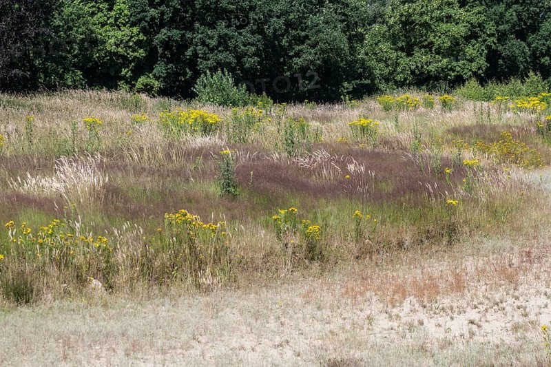 Extensive meadow with St James' ragwort (Senecio jacobaea) and flowering grasses, Emsland, Lower Saxony, Germany, Europe