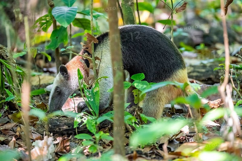 Northern tamandua (Tamandua mexicana), adult, foraging in the rainforest, Corcovado National Park, Osa, Puntarena Province, Costa Rica, Central America
