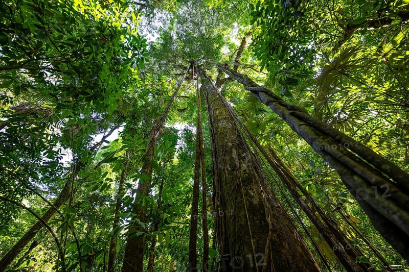 Dense vegetation in the tropical rainforest, roots of a strangler fig on a tree, view upwards, Corcovado National Park, Osa, Puntarena Province, Costa Rica, Central America