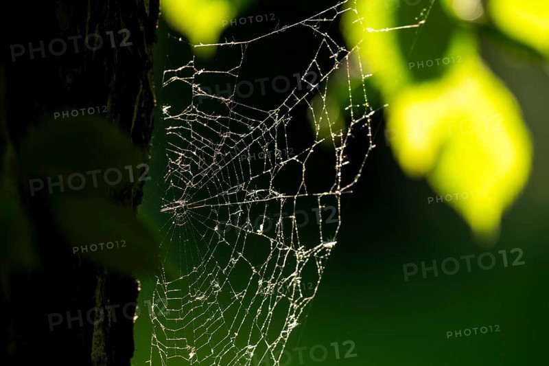 Spider web on oak trunk in backlight, Rosensteinpark, Stuttgart, Baden-Württemberg
