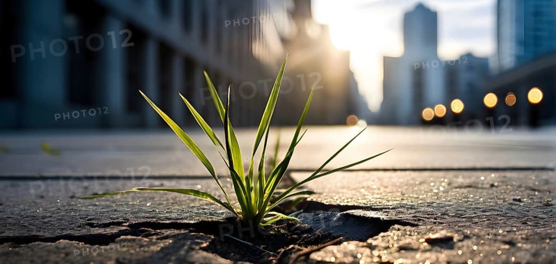 A single blade of grass pushing through a crack in a concrete sidewalk, representing the simplicity and resilience of nature in an urban setting, AI generated