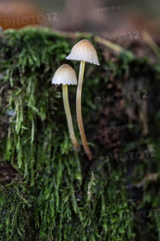 Helminths (Mycena), Emsland, Lower Saxony, Germany, Europe