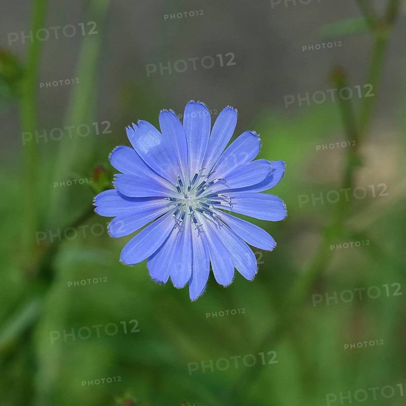 Common chicory Common chicory (Cichorium intybus), single flower, blue flower, Westerwald, Rhineland-Palatinate, Germany, Europe
