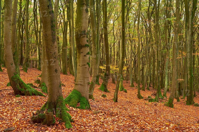Forest in autumn with dense foliage and high mossy tree trunks, quiet atmosphere, Altenbuch, Miltenberg district, Spessart, Bavaria, Germany, Europe