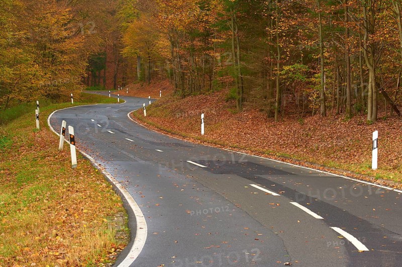 A winding road leads through an autumnal forest, covered with falling leaves, Altenbuch, Miltenberg district, Spessart, Bavaria, Germany, Europe