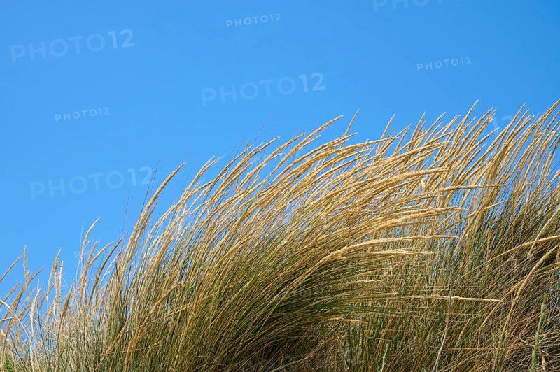 Tall yellow grasses bend in the wind against a clear blue sky, summer, Saintes-Maries-de-la-Mer, Camargue, France, Europe