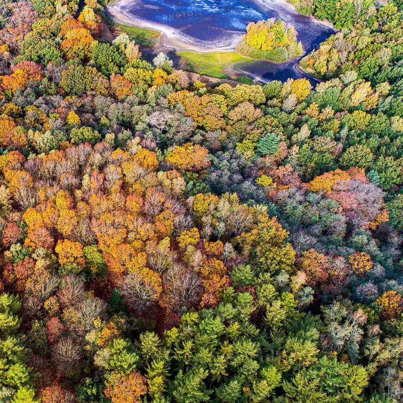 Mixed forest in autumn, colouring, aerial view, forest, autumnal, Ahlhorn fish ponds, Niedersächsische Landesforst, Ahlhorn, Lower Saxony, Germany, Europe