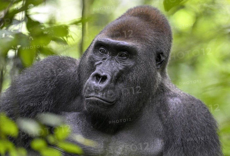 Western lowland gorilla (Gorilla gorilla gorilla), male, silverback, Baï-Hokou, Dzanga-Ndoki National Park, Unesco World Heritage Site, Dzanga-Sangha Complex of Protected Areas (DSPAC), Sangha-Mbaéré Prefecture, Central African Republic, Africa