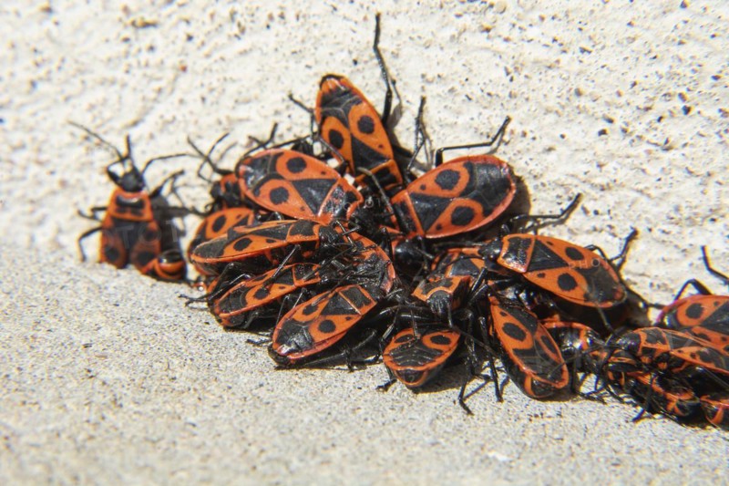 Firebugs (Pyrrhocoris apterus) at a house wall in Ystad, Scania, Sweden, Scandinavia, Europe