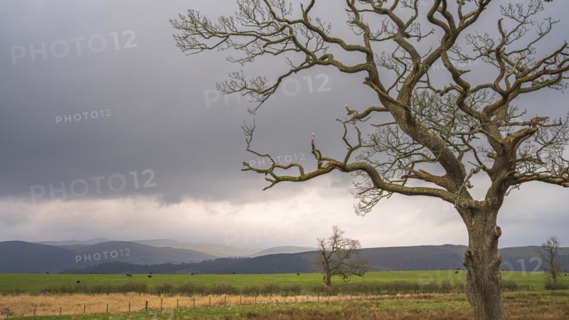 Single windswept tree without leaves is seen in a meadow with grazing cows and mountains in the background covered with light clouds, dark clouds, landscape, landscape photo, light mood, Lake District, England, Great Britain