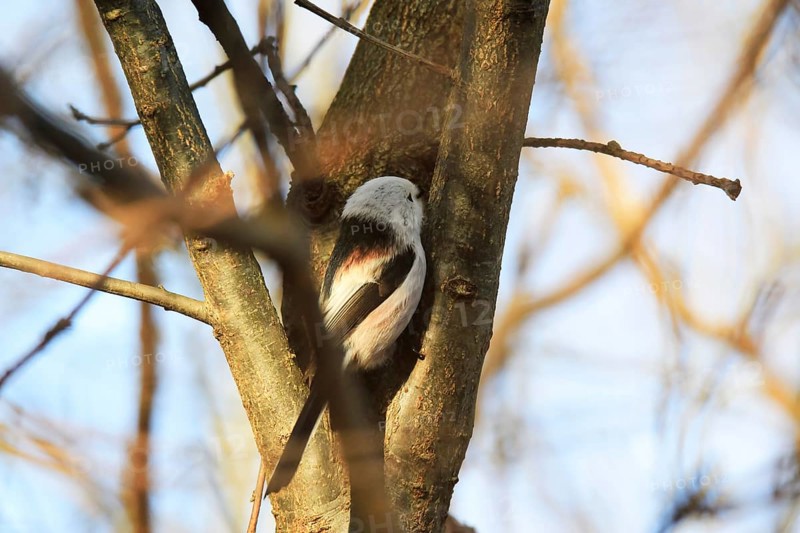Long-tailed Tit (Aegithalos caudatus), winter time, Germany, Europe
