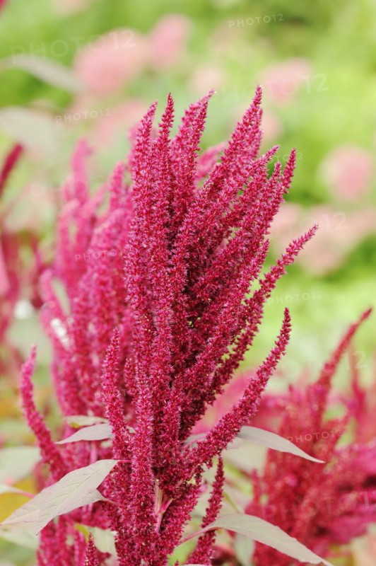 Weeping amaranth (Amaranthus hypochondriacus) flowering, ornamental plant, North Rhine-Westphalia, Germany, Europe