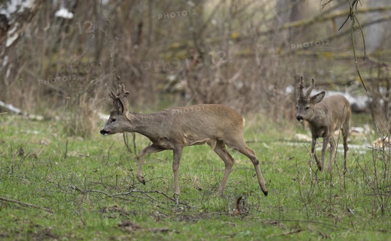 European roe deers (Capreolus capreolus), two roe bucks with horns in velvet and winter coat running through a grove, wildlife, Thuringia, Germany, Europe
