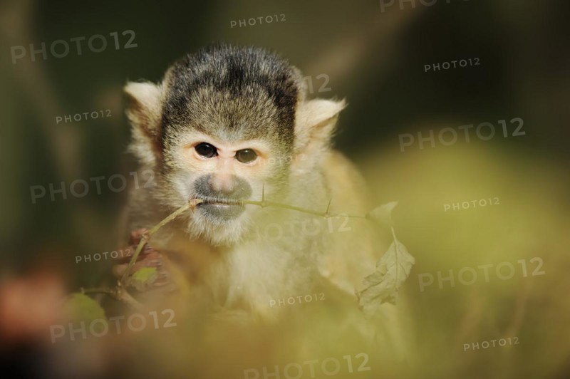 Black-capped squirrel monkey (Saimiri boliviensis), captive, occurring in South America