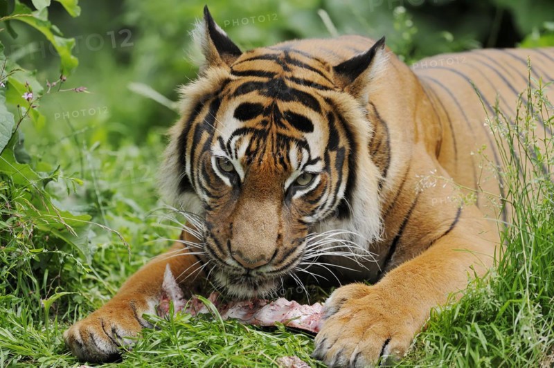 Sumatran tiger (Panthera tigris sumatrae), feeding, captive, occurring on Sumatra, Indonesia, Asia
