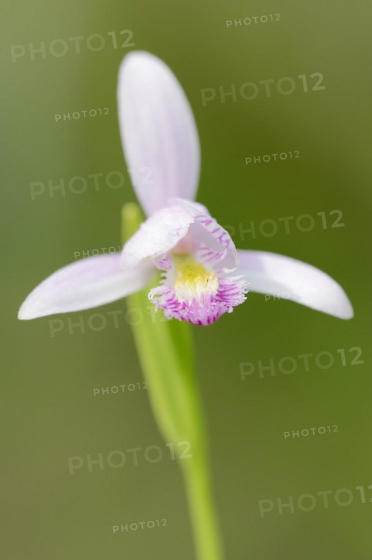 Bog or bog orchid (Pogonia ophioglossoides), flower, native to North America