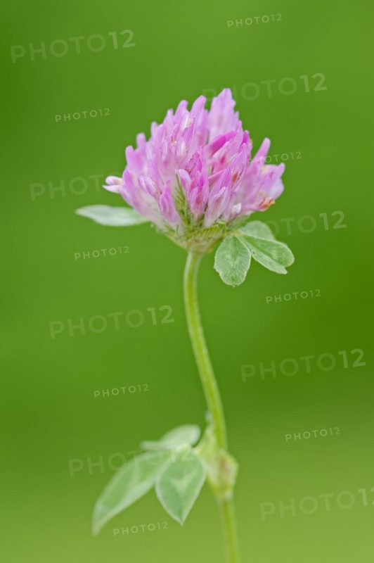 Red clover (Trifolium pratense), flower, North Rhine-Westphalia, Germany, Europe