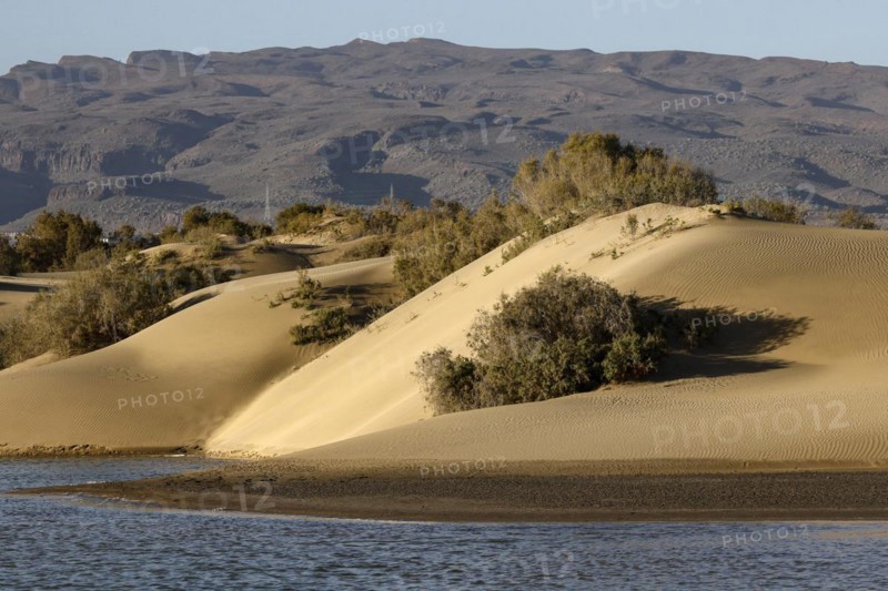 Nature reserve Dunes of Maspalomas, small lagoon La Charca de Maspalomas and sand dunes in the evening light, Province of Las Palmas, Gran Canaria, Canary Islands, Spain, Europe