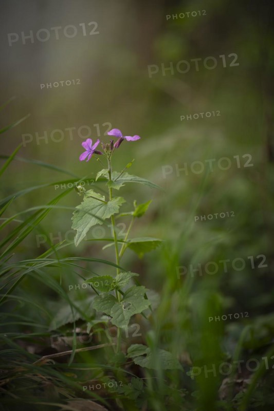 Close-up of an annual honesty (Lunaria annua), garden silver leaf, Judas silver, Judas penny, silver thaler, nature photo, portrait format, Neustadt am Rübenberge, Lower Saxony, Germany, Europe
