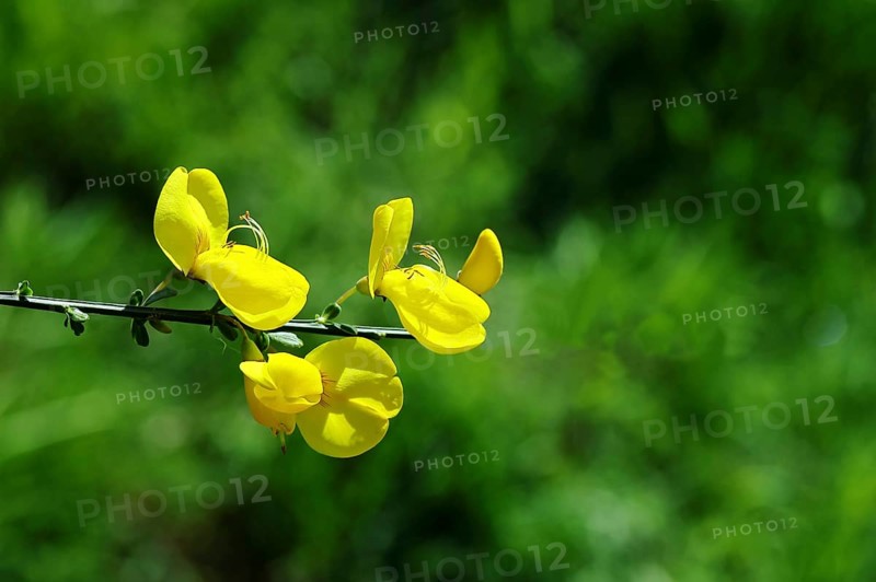 Flower of broom, common broom (Cytisus scoparius), yellow flowers, Wilnsdorf, North Rhine-Westphalia, Germany, Europe