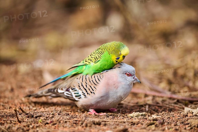 Animal Friendship of a Crested pigeon (Ocyphaps lophotes) cuddeling a Budgerigar (Melopsittacus undulatus), France, Europe
