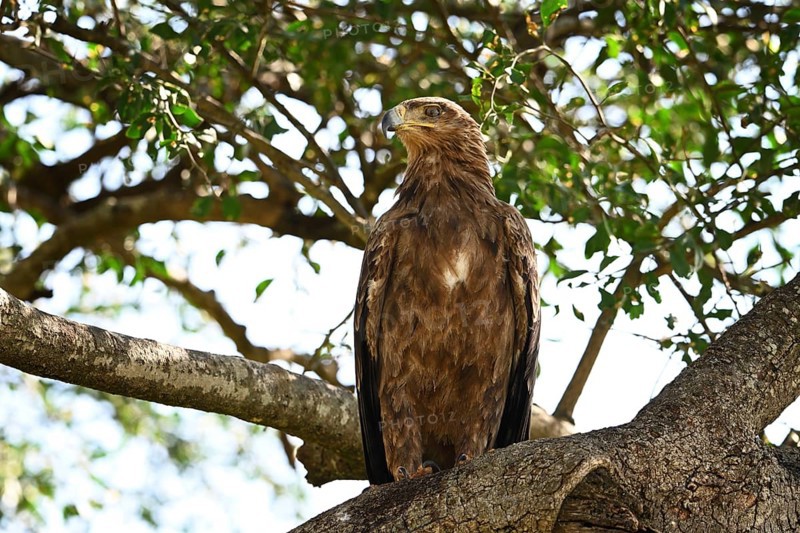 African Tawny Eagle (Aquila rapax) sitting on a tree, Serengeti National Park, Tanzania, Africa