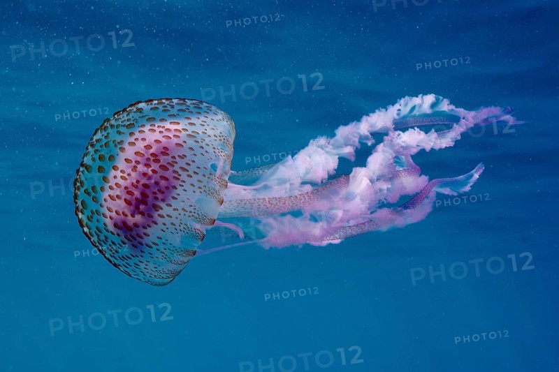 Underwater photo of a transparent mauve stinger (Pelagia noctiluca) with long tentacles in deep blue water. Dive site Marine reserve Cap de Creus, Rosas, Costa Brava, Spain, Mediterranean Sea, Europe
