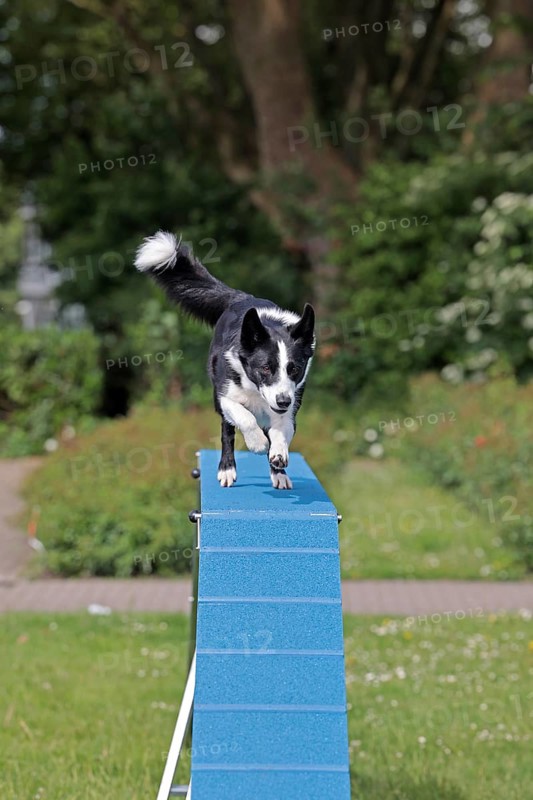 Border Collie, Agalität