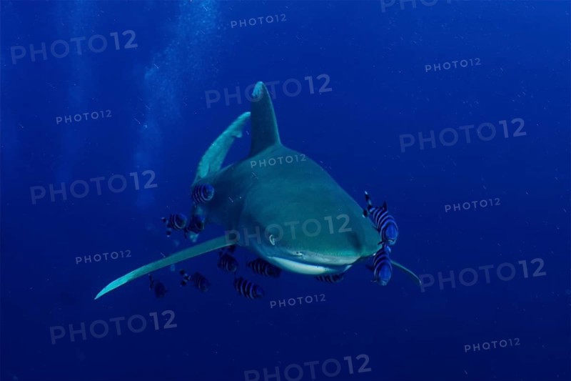 Oceanic whitetip shark (Carcharhinus longimanus) swimming surrounded by small pilot fish in deep blue water. Dive site Small Brother, Brother Islands, Egypt, Red Sea, Africa