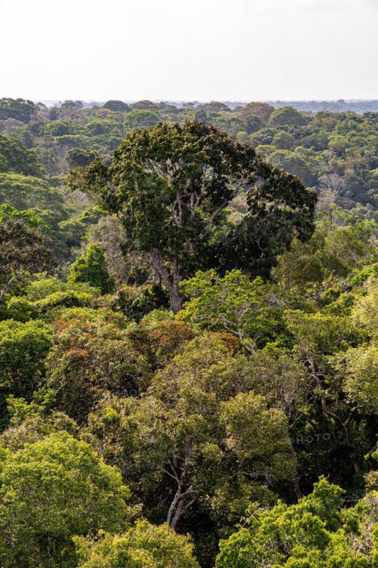 Rainforest treetops, Amazon Museum MUSA, Cidade de Deus, Manaus, Brazil, South America