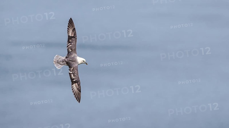 Northern Fulmar, Fulmarus glacialis, bird on the cliff, Bempton Cliffs, North Yorkshire, England, United Kingdom, Europe