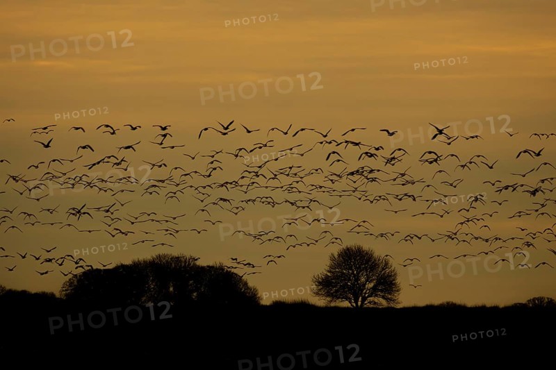 Pink-footed goose (Anser brachyrhynchus) adult birds in a skein or flock in flight at sunset, Norfolk, England, United Kingdom, Europe