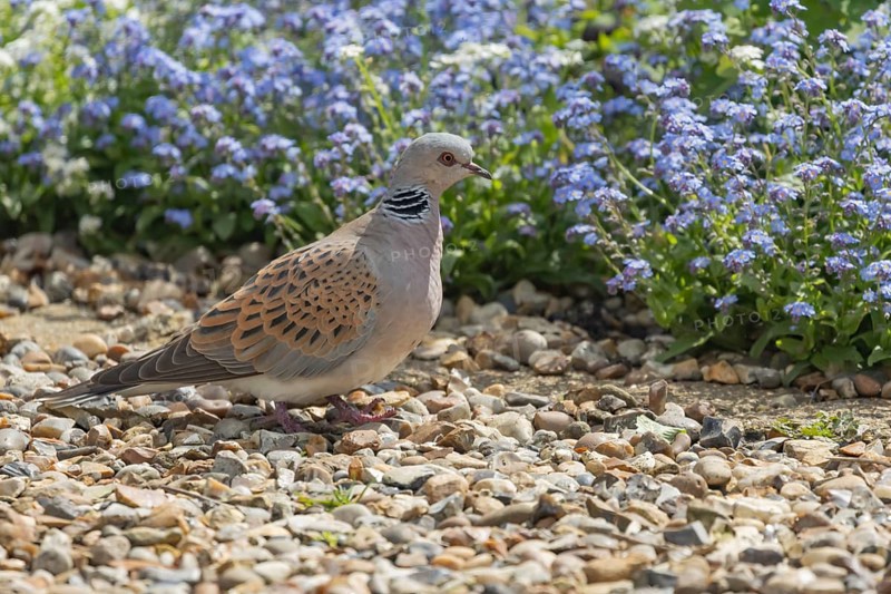 Turtle dove (Streptopelia turtur) adult bird on an urban garden shingle path, England, United Kingdom, Europe