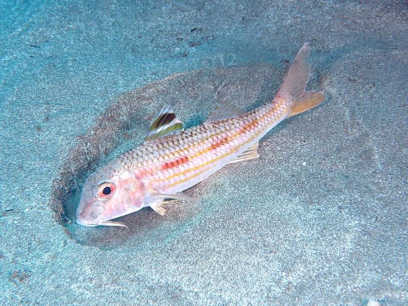 A striped red mullet (Mullus surmuletus) searches the sandy bottom with its barbels for food. Dive site El Cabron marine reserve, Arinaga, Gran Canaria, Spain, Atlantic Ocean, Europe