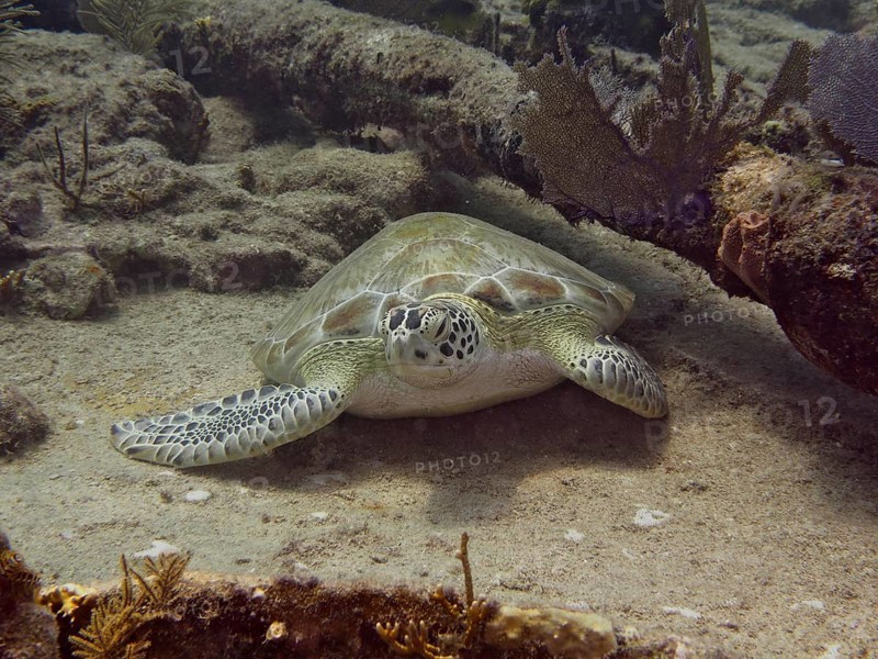 Hawksbill sea turtle (Eretmochelys imbricata imbricata) resting quietly on the sand, surrounded by soft corals, on the wreck of the Benwood. Dive site John Pennekamp Coral Reef State Park, Key Largo, Florida Keys, Florida, USA, North America