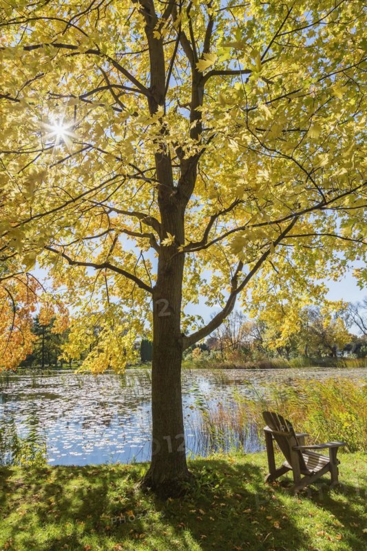 Wooden adirondack chair on green grass lawn beneath Acer, Maple tree next to pond with Nymphaea, Waterlilies in autumn, Montreal Botanical Garden, Quebec, Canada, North America