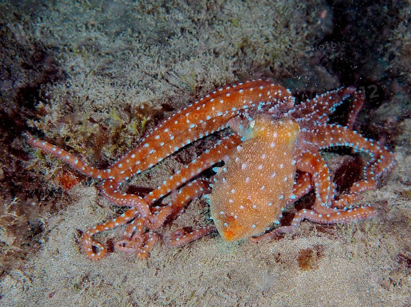 Orange-red Callistoctopus macropus (Callistoctopus macropus) with dotted tentacles on the seabed. Dive site El Cabron Marine Reserve, Arinaga, Gran Canaria, Spain, Atlantic Ocean, Europe