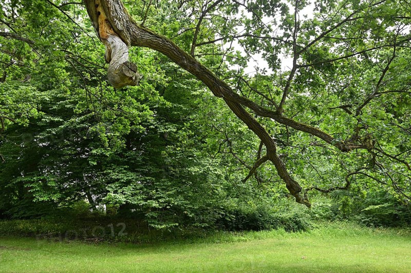 DEU, Germany, Sellin (Rügen) : The Workers' Welfare Organisation (AWO) has designed a trip for senior citizens to Rügen as a special experience for its guests. Putbus: The town park has a large proportion of older and very old trees, Europe