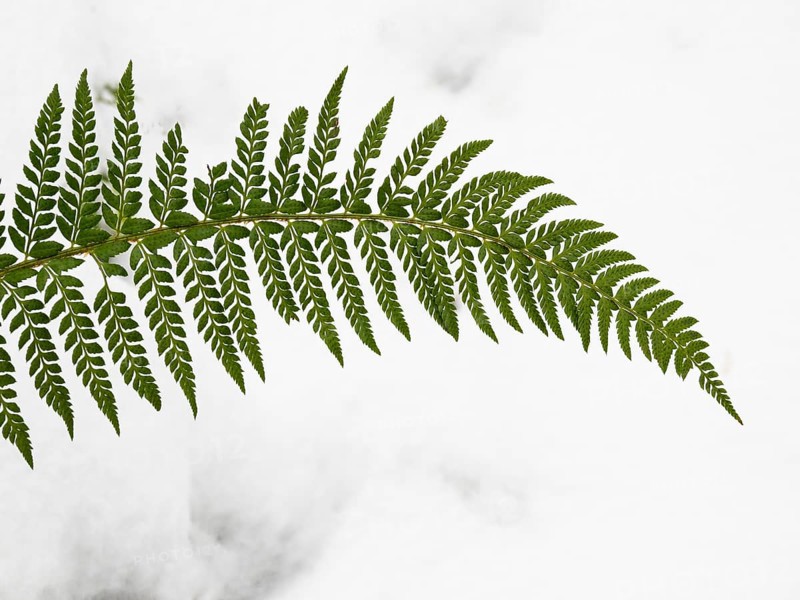 A Fern frond, (Polypodium) against a snow background, in the Rhön UNESCO Biosphere nature reserve, county Bavaria, Germany, Europe