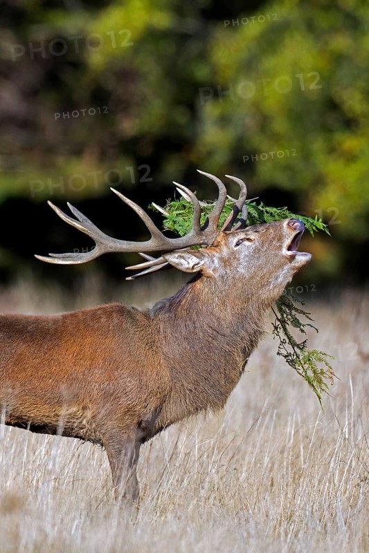 Red deer (Cervus elaphus) stag bellowing in grassland at forest's edge with antlers covered in ferns during the rut in autumn, fall in England, UK