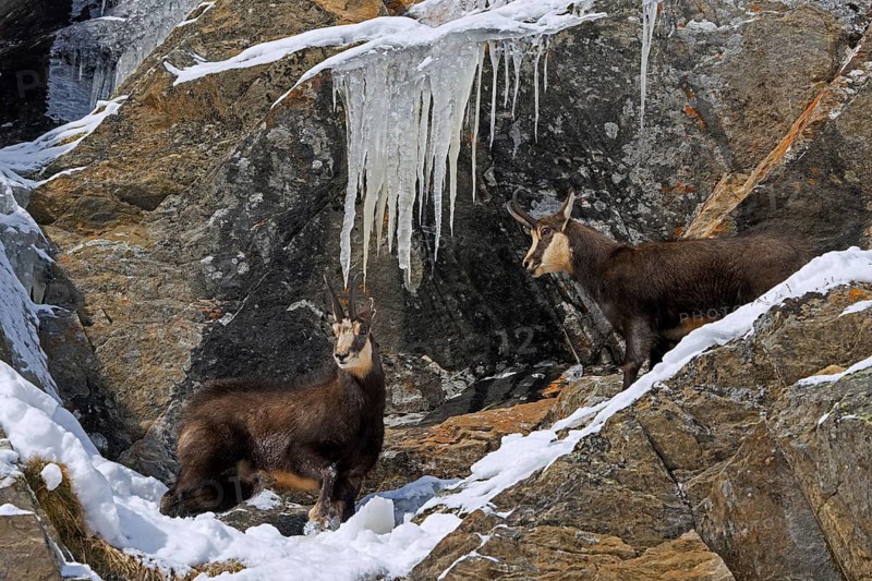 Rutting Alpine chamois (Rupicapra rupicapra) male, buck with female in snow covered rock face with icicles during the rut in winter in European Alps