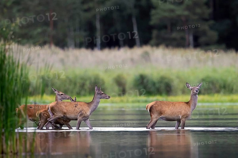 Red deer (Cervus elaphus) three hinds with calf, juvenile crossing lake at forest's edge in autumn, fall, Germany, Europe