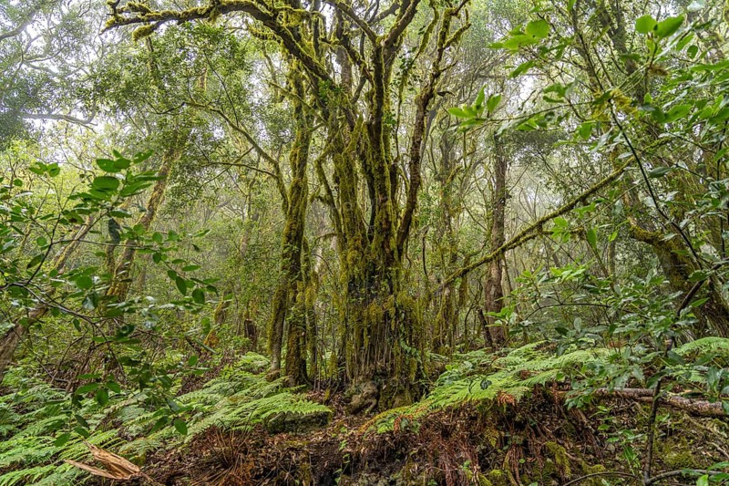 El Cedro laurel forest in Garajonay National Park, UNESCO World Heritage Site on the island of La Gomera, Canary Islands, Spain, Europe