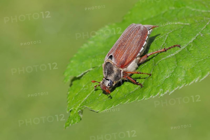 Cockchafer, field cockchafer (Melolontha melolontha), female on a leaf, Wilnsdorf, North Rhine-Westphalia, Germany, Europe